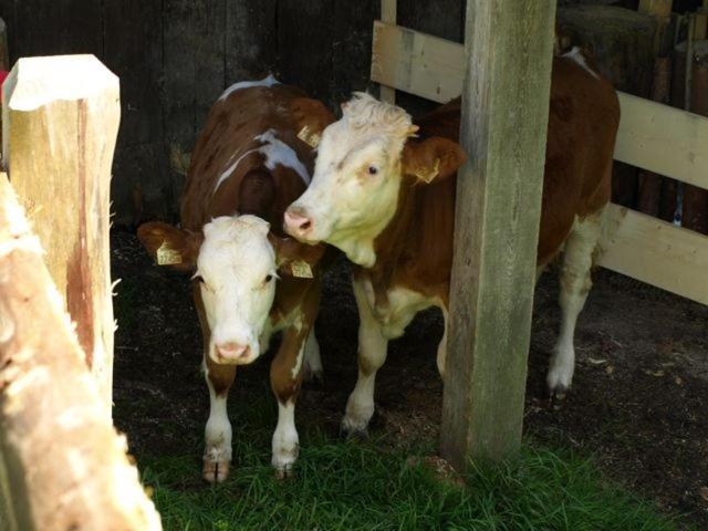 Farm stay Grassbichlhof Altenmarkt im Pongau