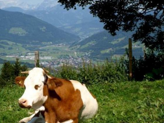 Farm stay Grassbichlhof Altenmarkt im Pongau